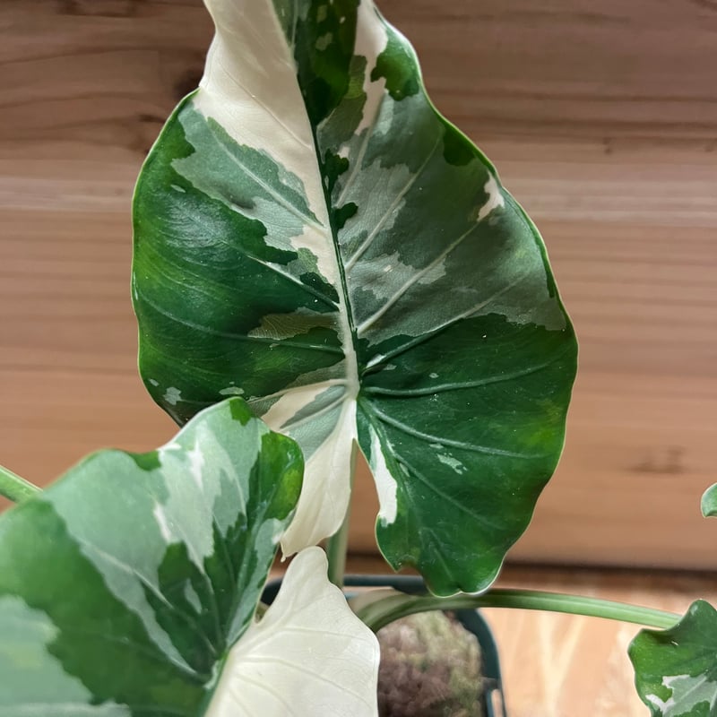 斑入りクワズイモ アロカシア オドラ オキナワシルバー | GREEN LUCK