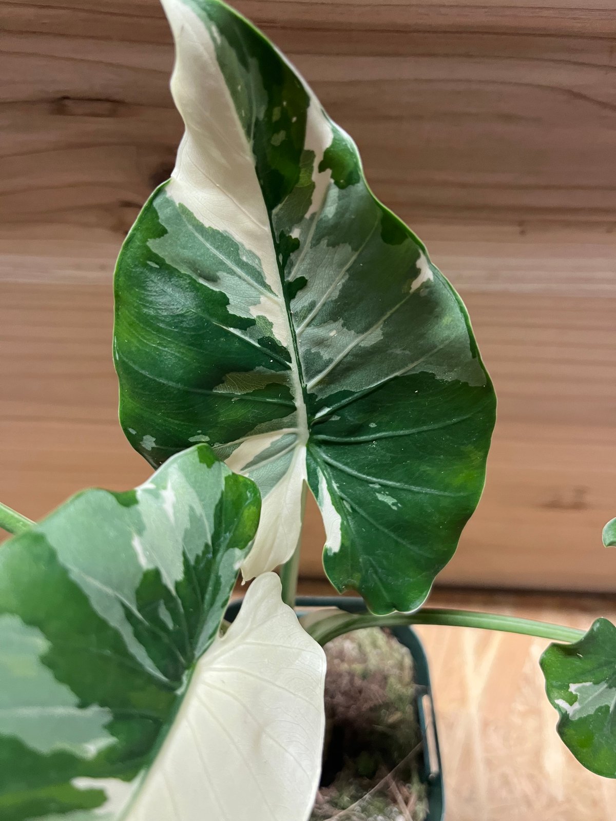 1146 斑入り クワズイモ 白斑入りAlocasia od ora. variegata