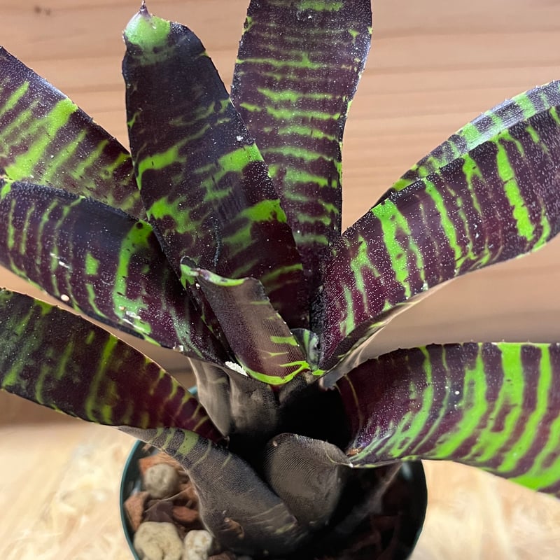 ネオレゲリア サボイトリュフ | GREEN LUCK