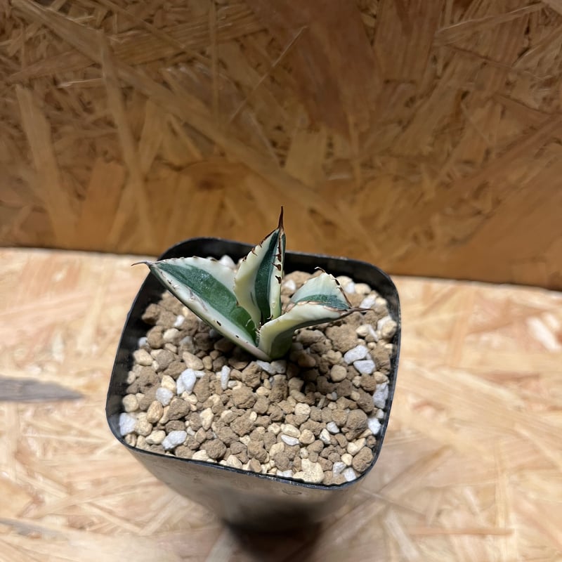 アガベ　チタノタ　スナグルトゥース　中株 アガベ チタノタ スナグルトゥース ST23 | Mellow Yard