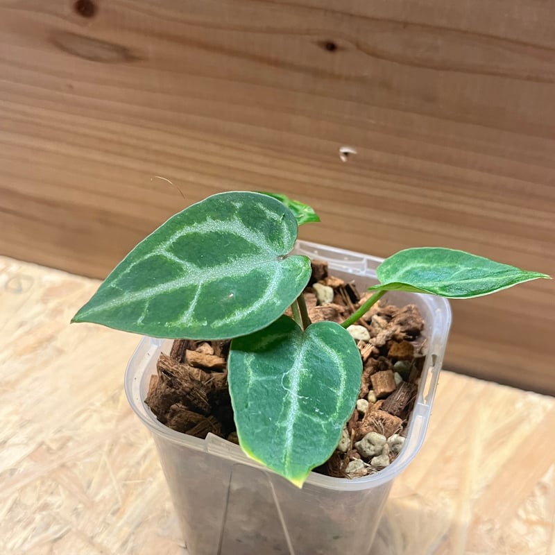 アンスリウム 'エンジェルズドリーム' | GREEN LUCK