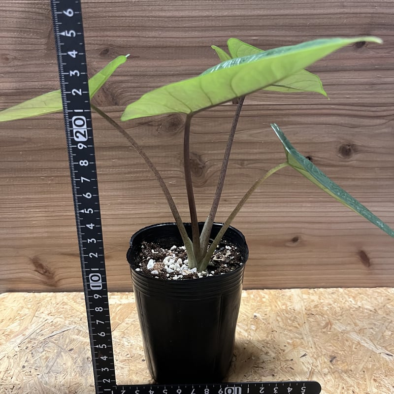 アロカシア スカルプラム | GREEN LUCK