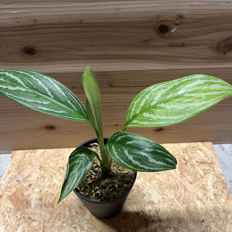 アグラオネマ　カーティシー 現品お届け】アグラオネマ ニティドゥム カーティシー Aglaonema