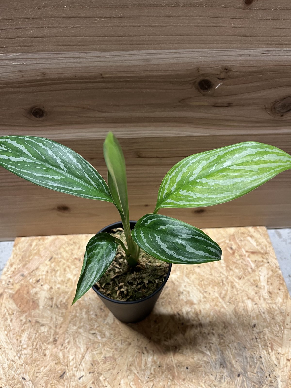 ⭐︎ 専用中 ⭐︎ アグラオネマ ニティドゥム カーティシー ミニラン鉢