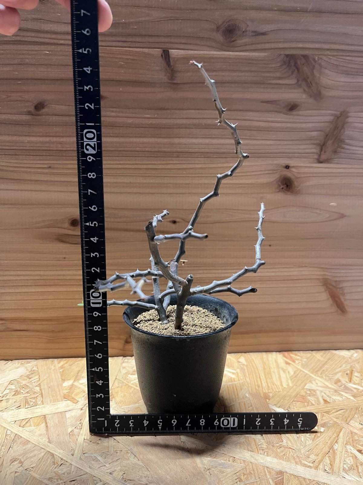 デカリア マダガスカリエンシス ジグザグの木 | GREEN LUCK