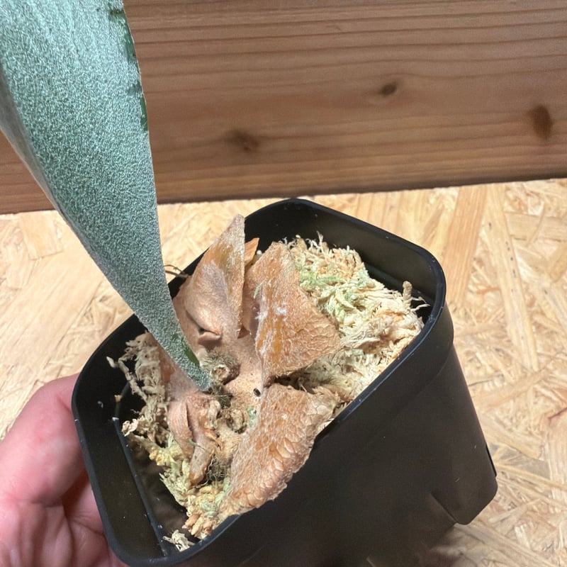 ビカクシダ FSQ デラロッチャ | GREEN LUCK