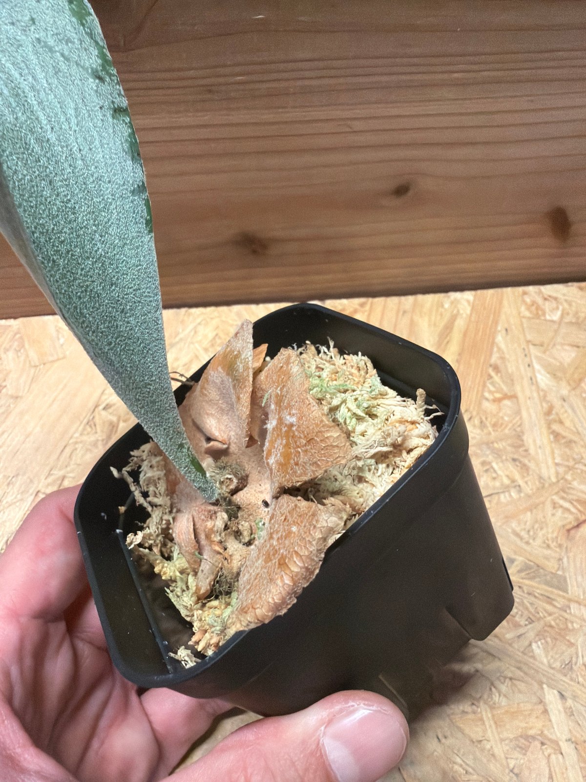 ビカクシダ FSQ デラロッチャ | GREEN LUCK