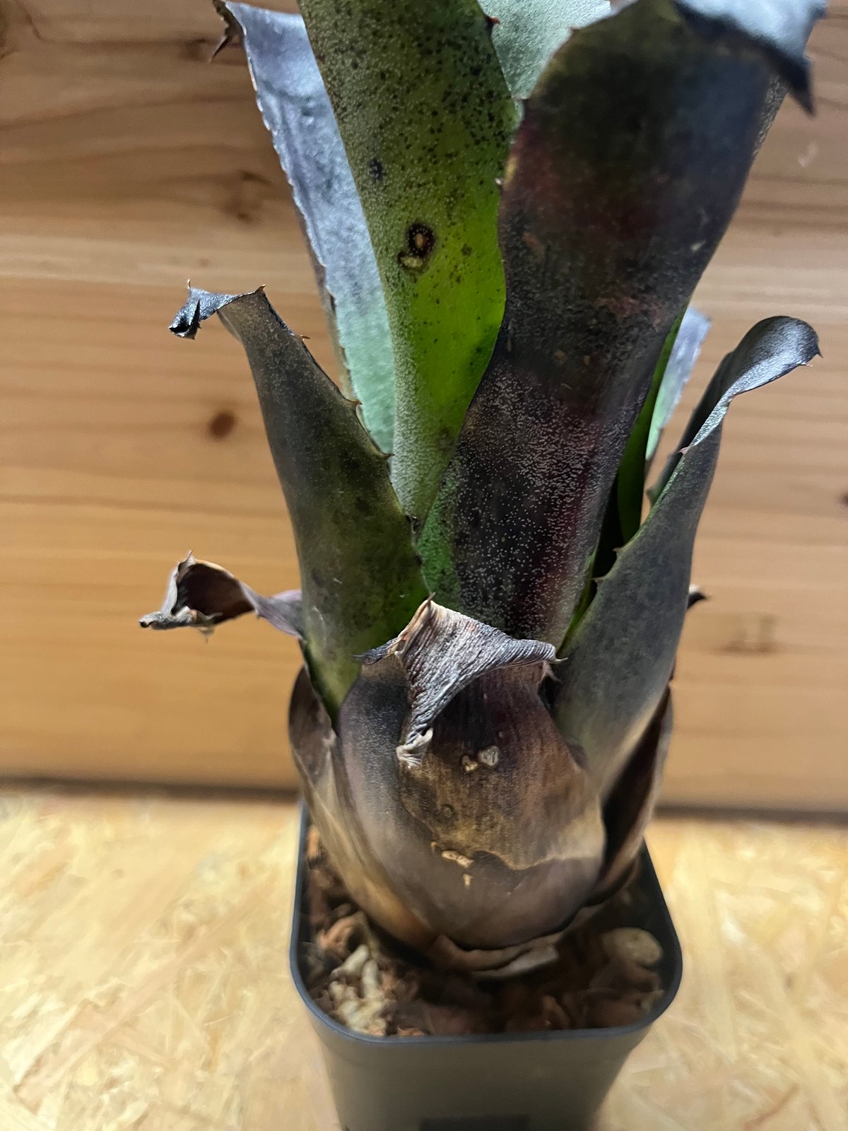 ホヘンベルギア レオポルドホルスティ ブラックフォーム | GREEN LUCK