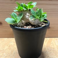 アガベ　チタノタ　ウリエル実生　子株のみ アガベ チタノタ ウリエル実生 | GREEN LUCK