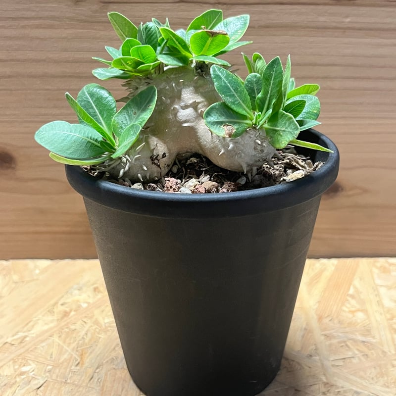 パキポディウム　恵比寿大黒　デンシカウレ パキポディウム デンシカウレ 恵比寿大黒 | GREEN LUCK