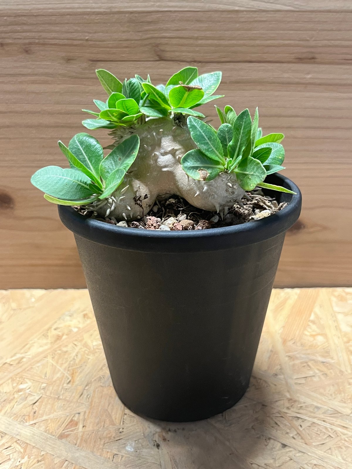 パキポディウム デンシカウレ 恵比寿大黒 | GREEN LUCK