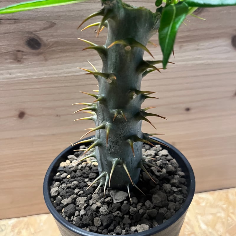 大特価!!!　特大　パキポディウム　アンボンゲンセ パキポディウム アンボンゲンセ【938】 | PROTOLEAF プロトリーフ