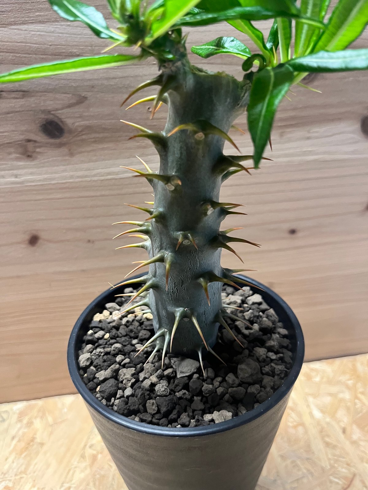 パキポディウム アンボンゲンセ | GREEN LUCK