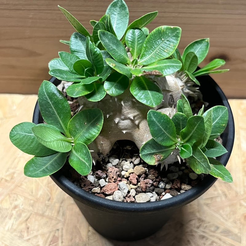 パキポディウム デンシカウレ 恵比寿大黒 | GREEN LUCK