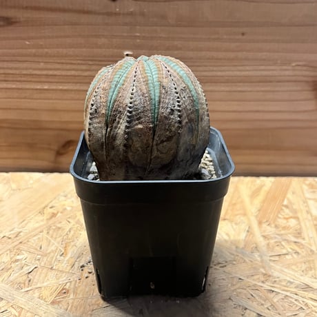 ユーフォルビアオベサ | STORES