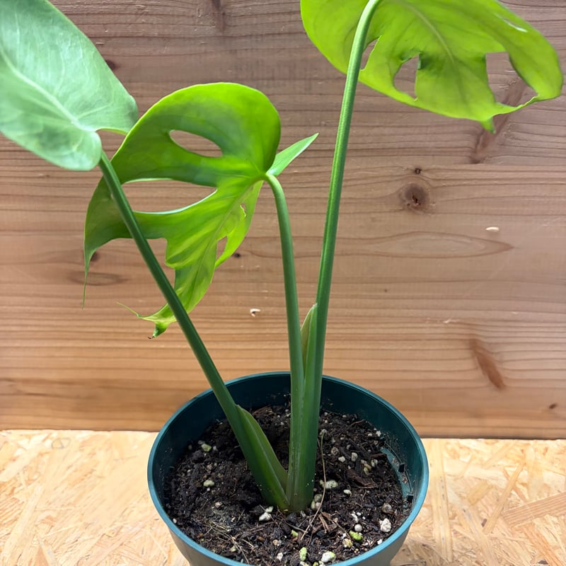 モンステラ デリシオーサ 実生変異 | GREEN LUCK