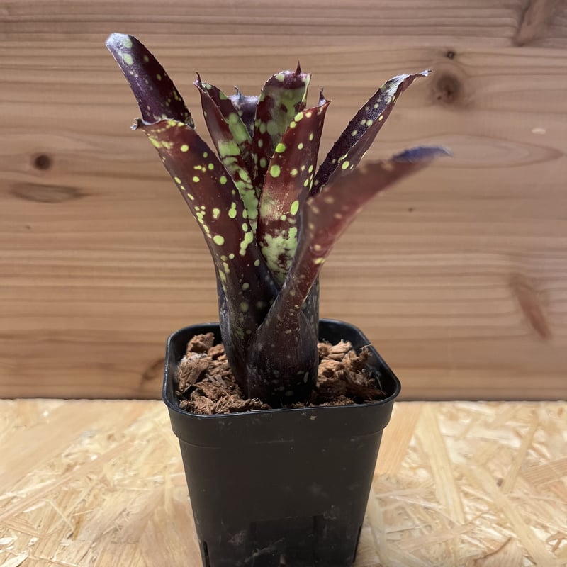 ネオレゲリア ドミノ | GREEN LUCK