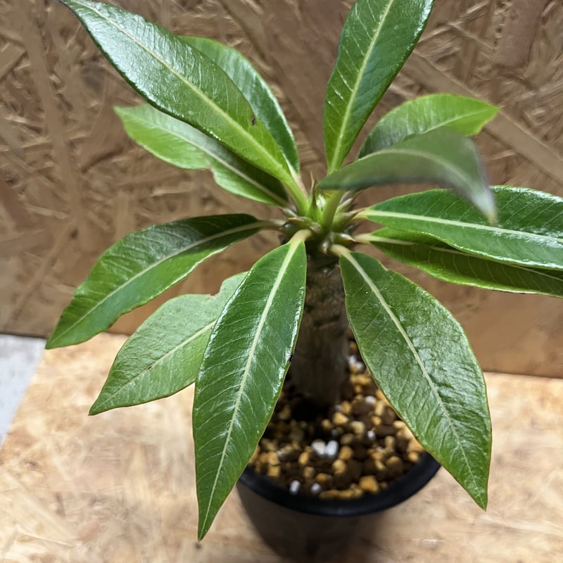 パキポディウム バロニー | GREEN LUCK