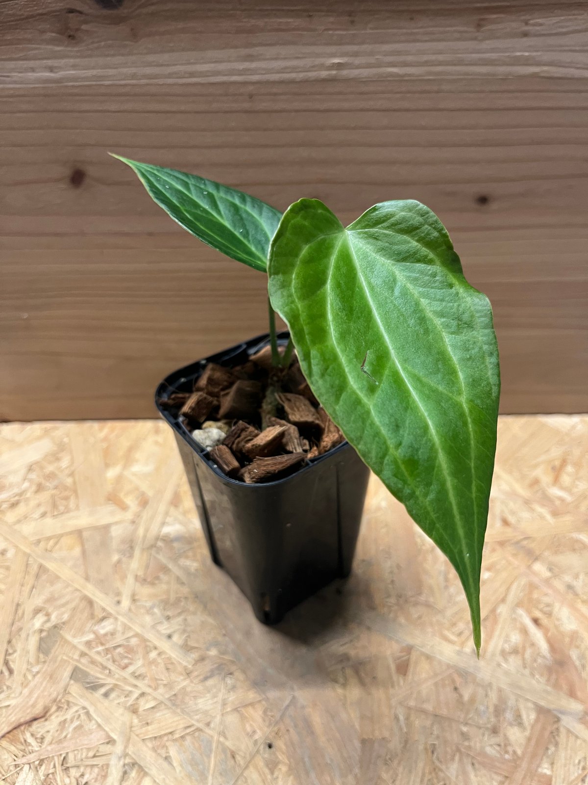 【極美】アンスリウム　デルタフォース　中株　レア種　鉢ごと発送 極美】アンスリウム デルタフォース 中株 レア種 鉢ごと発送 - メルカリ