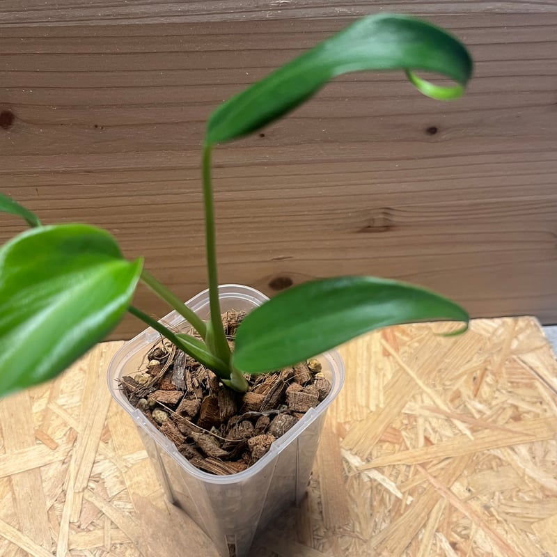 モンステラ　バールマルクスフレーム　トップカット モンステラ バールマルクスフレーム トップカット - メルカリ