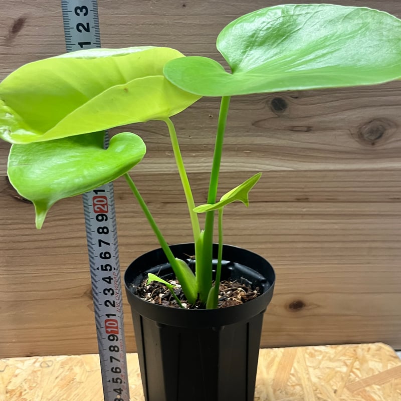 モンステラ デリシオーサ ゴールドリーフ | GREEN LUCK