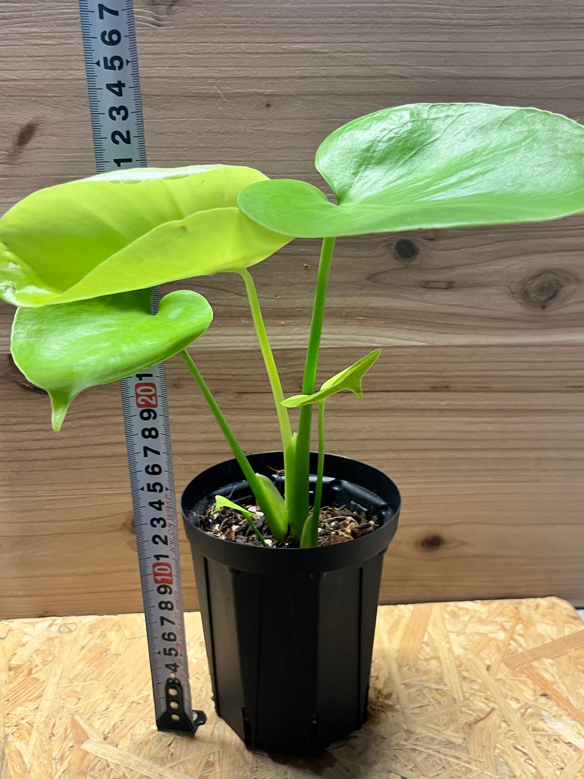 fit=scale-down,w=1200