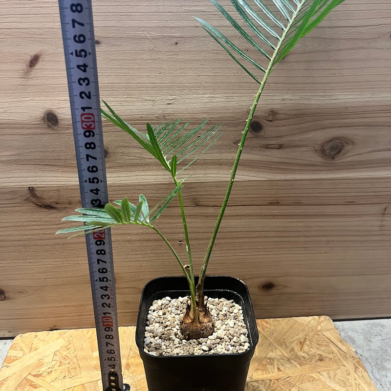 サイカス sp.シルバー | GREEN LUCK