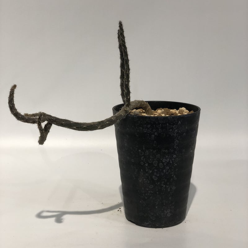 【現品】塊根系サボテン　プテロカクタス・黒竜（こくりゅう）　7号　K８番 現品】塊根系サボテン プテロカクタス・黒竜（こくりゅう） 7号 K8番