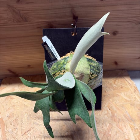 ビカクシダ | STORES