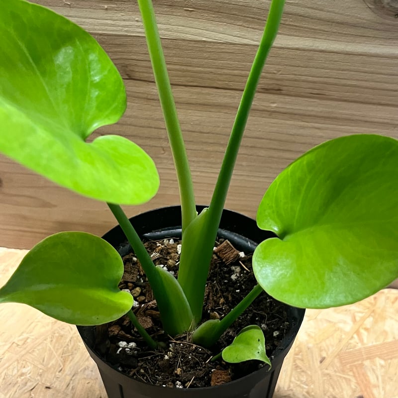 モンステラ デリシオーサ ゴールドリーフ | GREEN LUCK