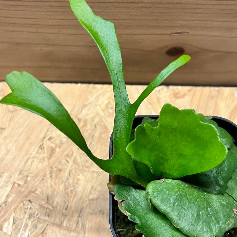 ビカクシダ キッチャクード シン | GREEN LUCK