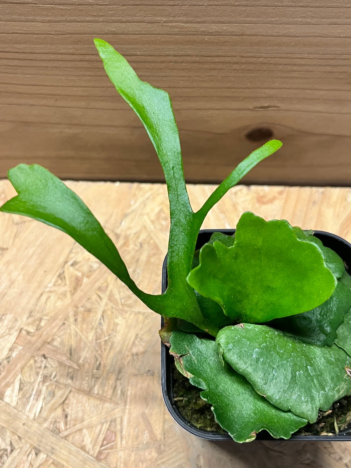 ビカクシダ キッチャクード シン | GREEN LUCK