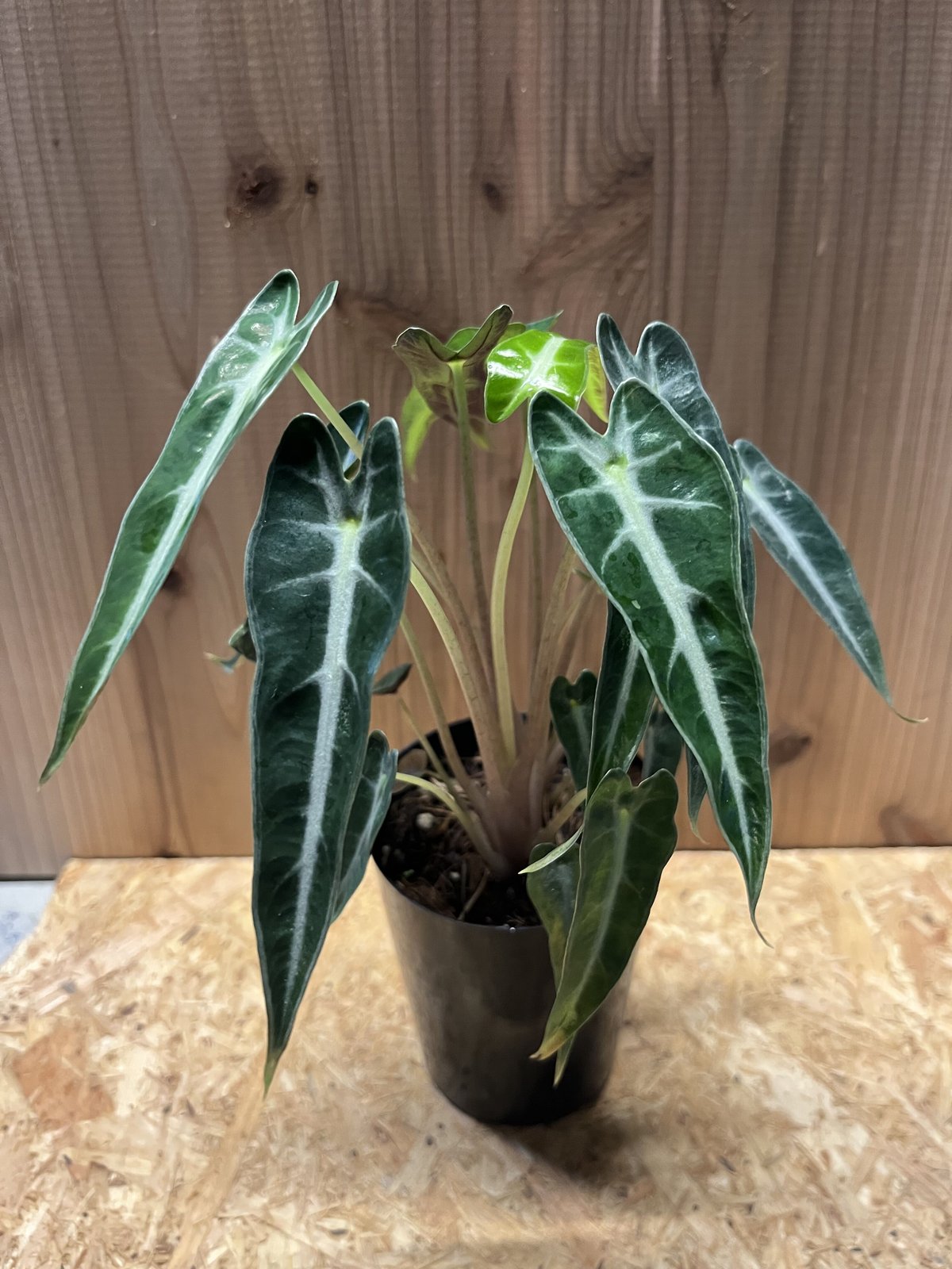 アロカシア バンビーノ アロー | GREEN LUCK