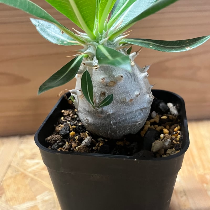 パキポディウム デンシフローラム | GREEN LUCK