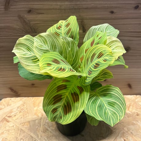 マランタ | STORES