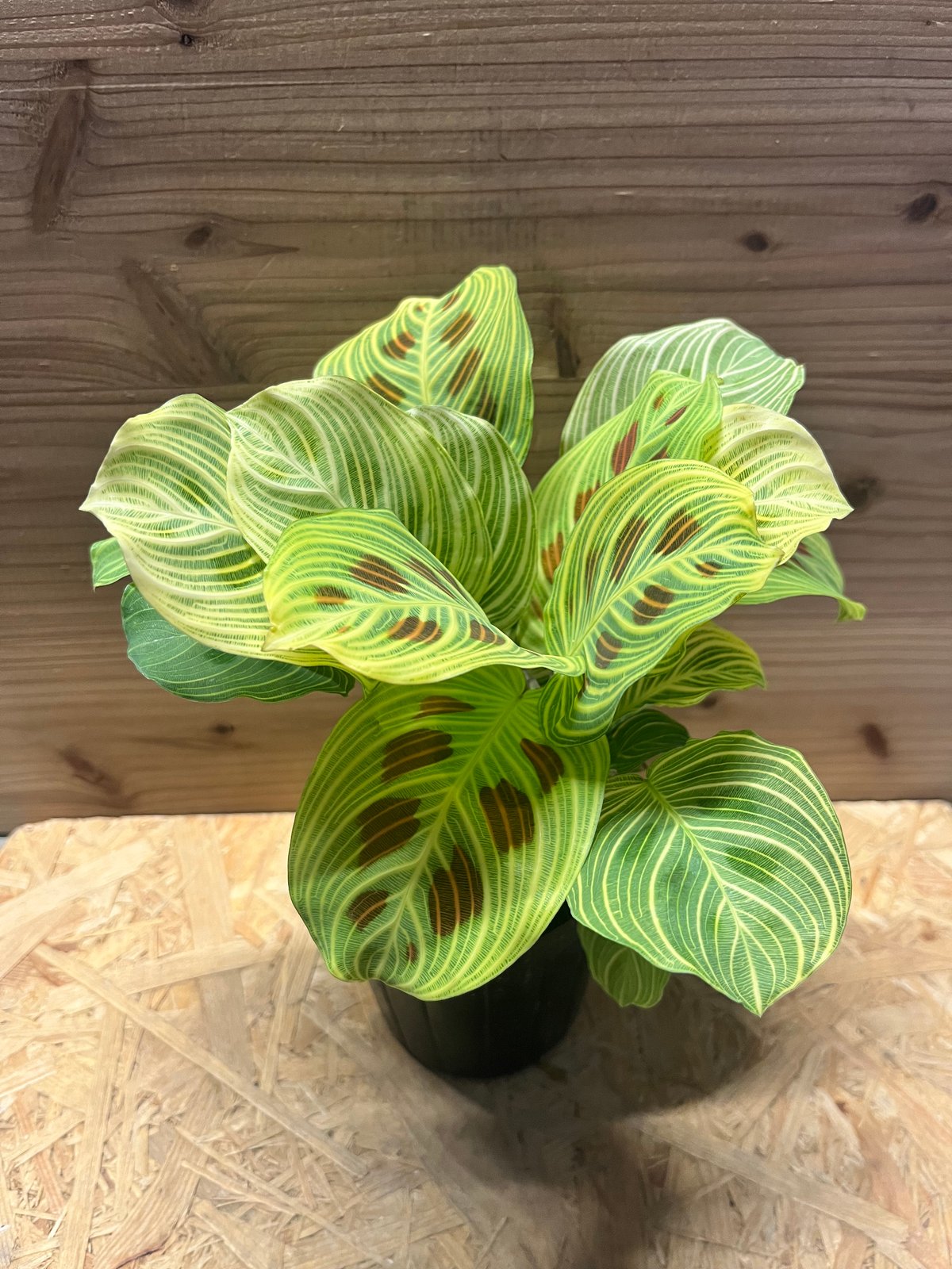 【鉢ごと】マランタ　light veins ライトバンズ マランタ ライトベインズ | GREEN LUCK