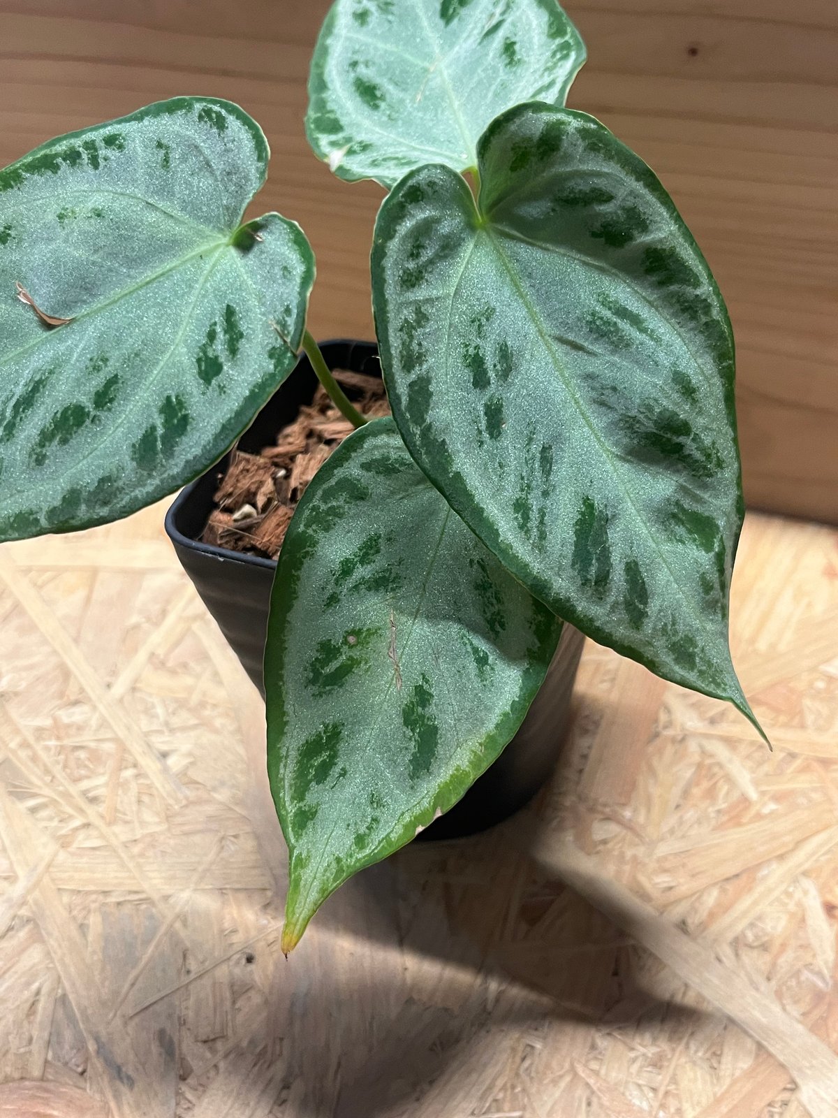 アンスリウム シルバークローム | GREEN LUCK