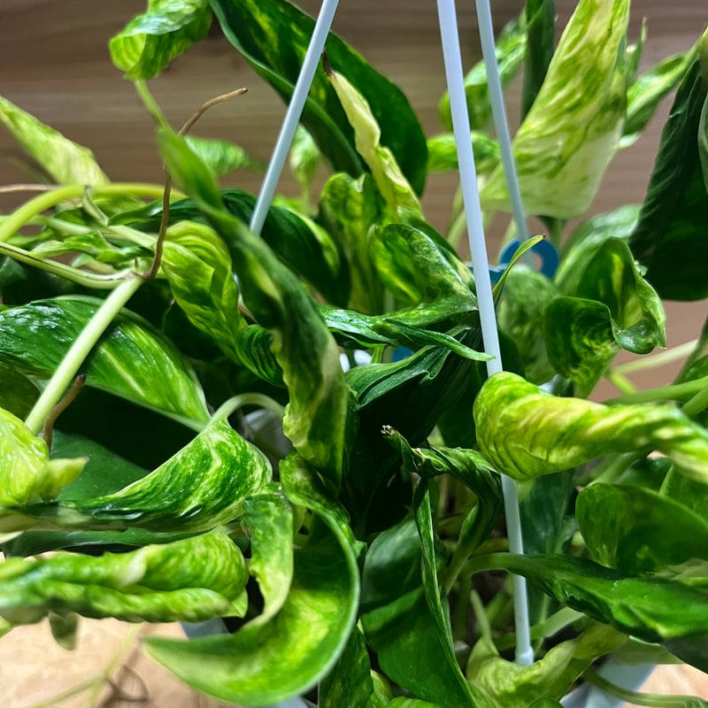 ポトス テルノサンシャイン | GREEN LUCK