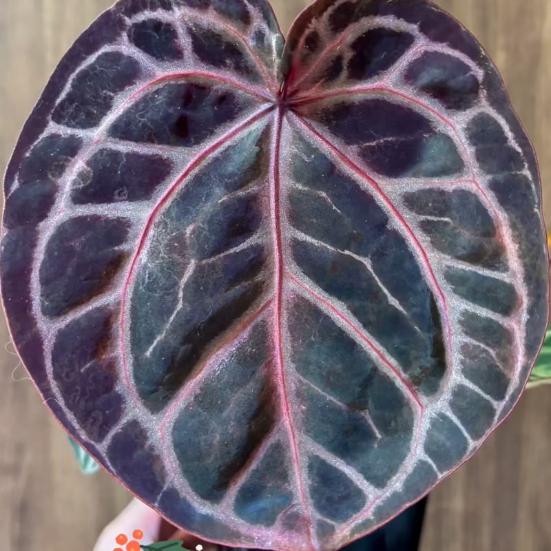 Anthurium Docblock 'Scarlet' S1株分け アンスリウム スカーレット | GREEN LUCK