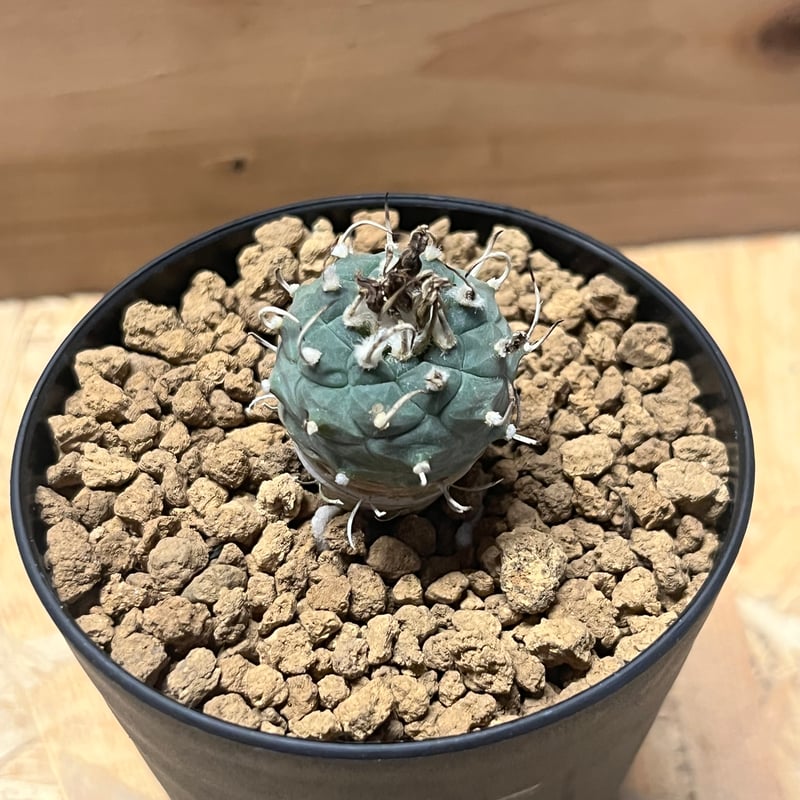 牙城丸　ツルビニカルプス　サボテン　昇竜丸黒王丸 ツルビニカルプス 昇竜丸 | GREEN LUCK