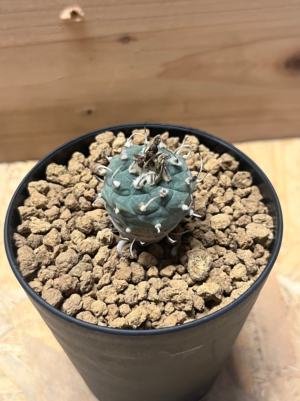 ツルビニカルプス 烏城丸 | GREEN LUCK