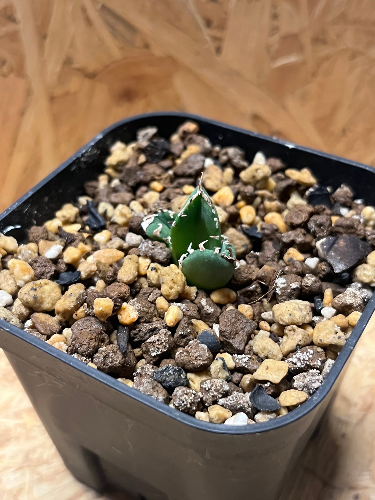 アガベ オテロイ 南アフリカダイヤモンド SAD | GREEN LUCK