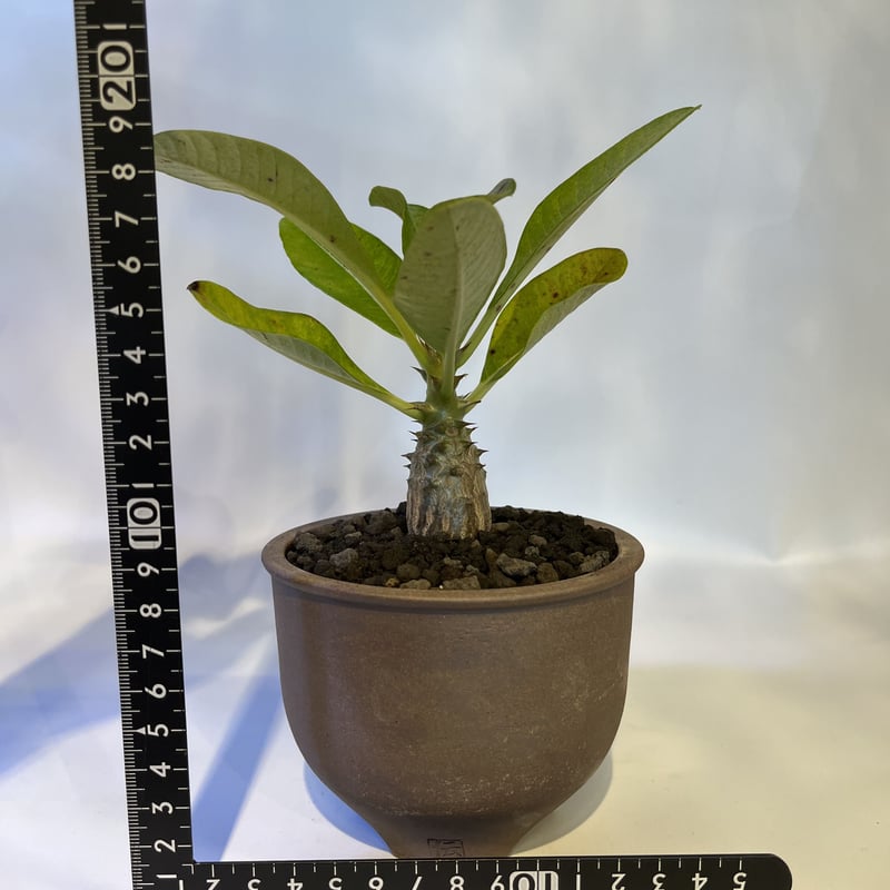 パキポディウム ウィンゾリー×伝市鉢 | GREEN LUCK