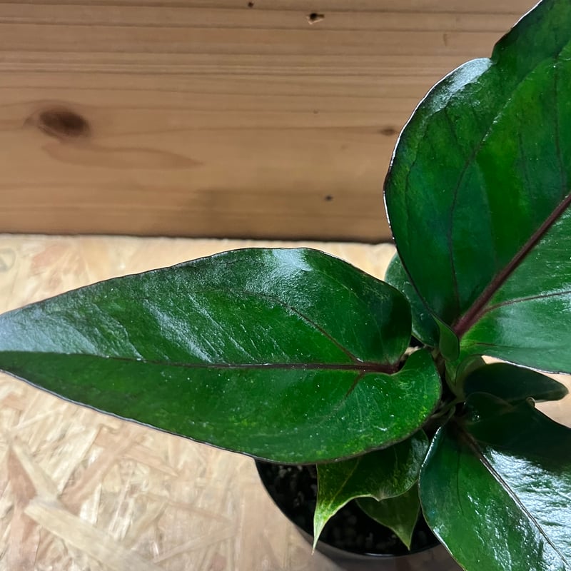 アンスリウム フーケリー 'ブラックドラゴン' | GREEN LUCK