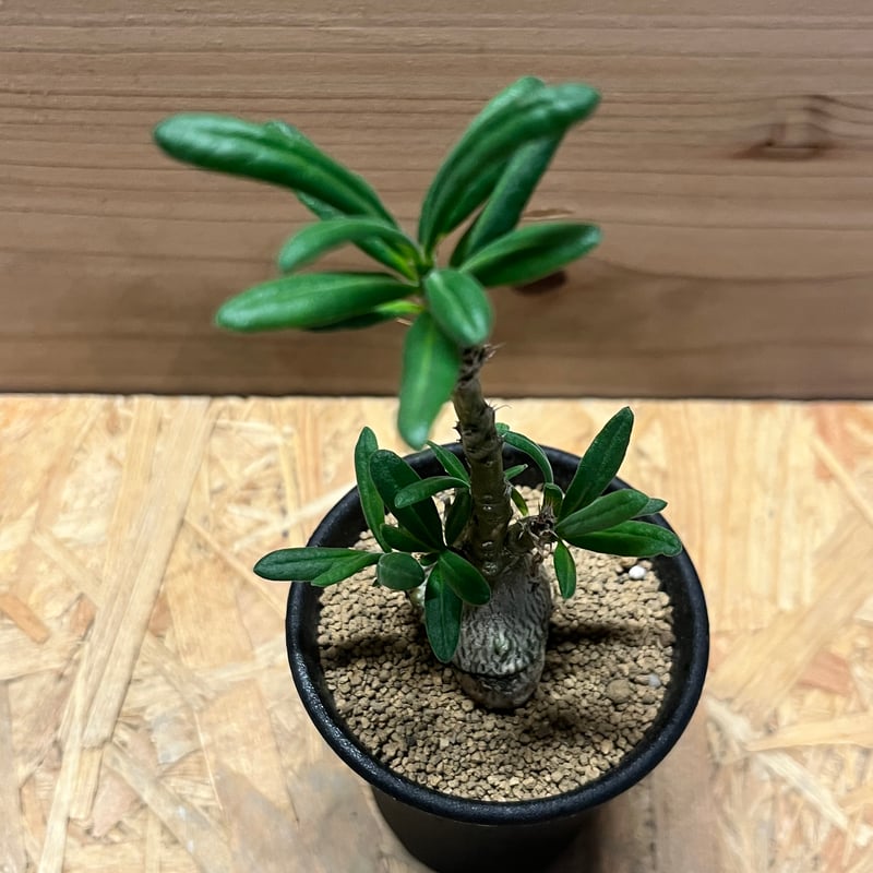 パキポディウム サキュレンタム | GREEN LUCK