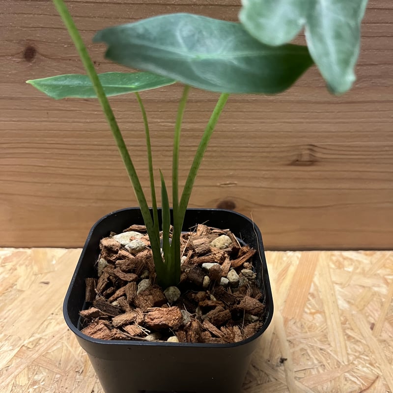 アロカシア ロンギロバシルバー | GREEN LUCK