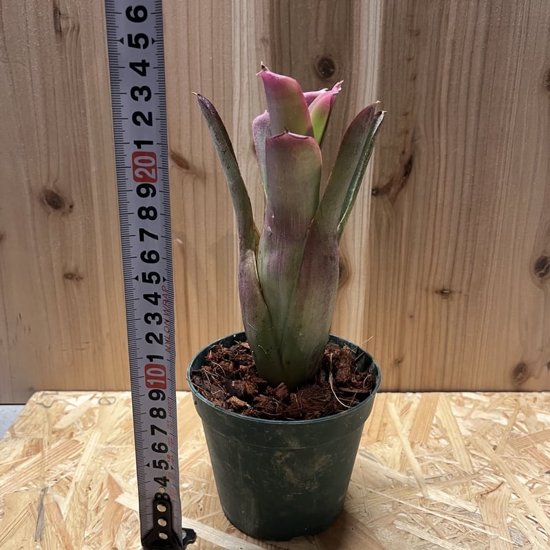 ネオレゲリア バヒアナ | GREEN LUCK