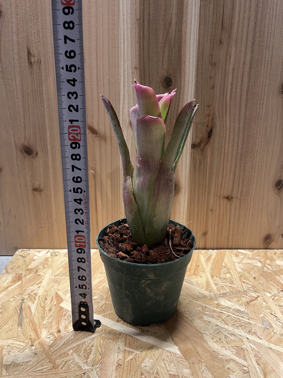 ネオレゲリア バヒアナ | GREEN LUCK