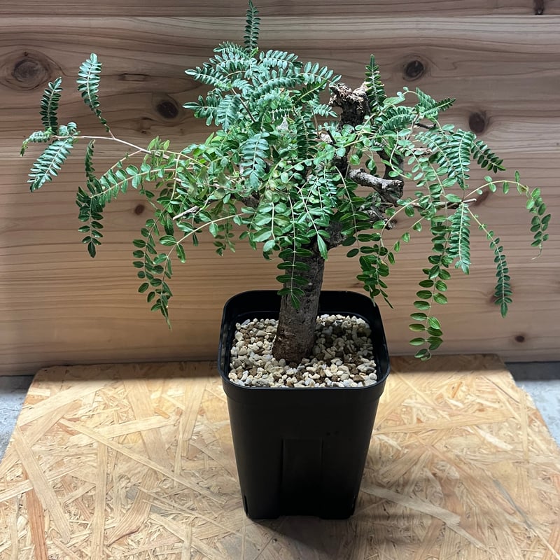 大特価　低重心　良形　ボスウェリア　ネグレクタ　灌木　塊根植物 isla del pescado - Boswellia neglecta-ボスウェリア・ネグレクタ