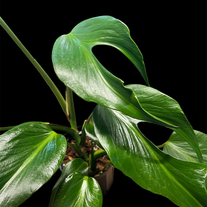 t*i様 モンステラデリシオーサバールマルクスフレームベアルート発根済美株 t*i様 モンステラデリシオーサバールマルクスフレームベアルート